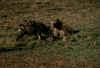 ken hyena.jpg (84552 bytes)