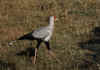 ken secretarial bird.jpg (74141 bytes)