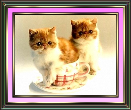 Photo of Two Cats