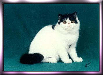 Photo of Apollo