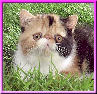 Photo of Callie