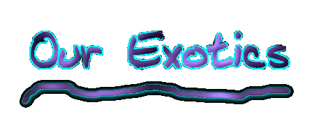 Our Exotics