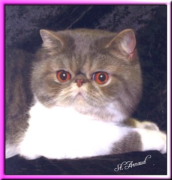 Finnegan