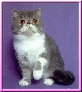 McCloud
