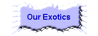 Our Exotics