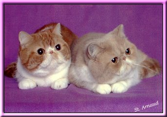 Photo of Pikachu & Pepe