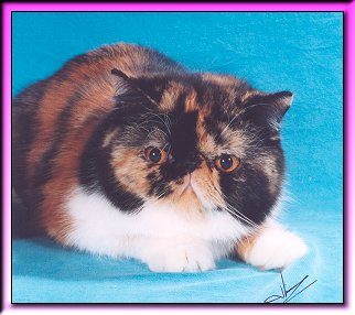 Picture Purrfect