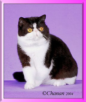 Photo of Simply Simon