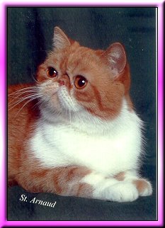 Winston