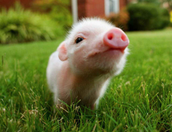 Mini Cerdo