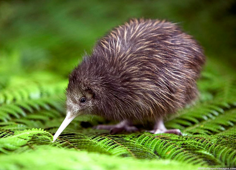 Kiwi