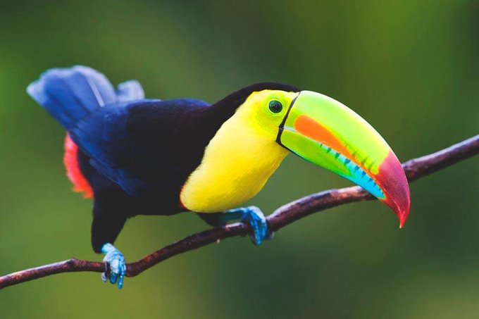 Tucan