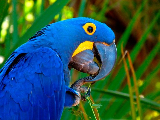 Guacamaya Azul