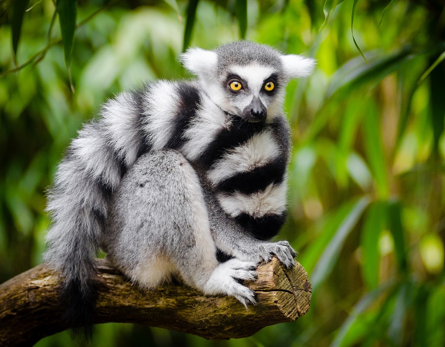 Lemur de Cola Anillada
