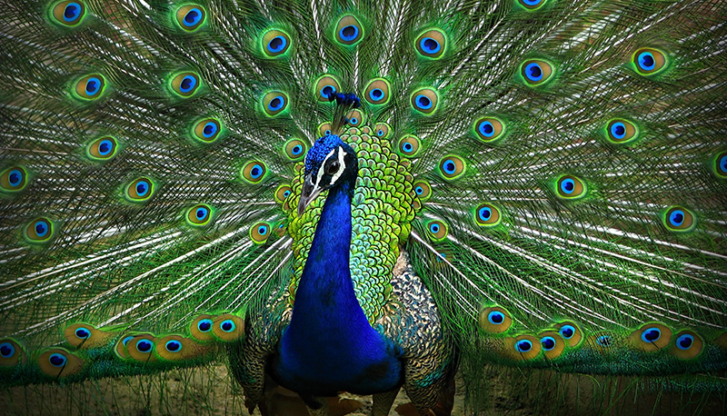 Pavo Real