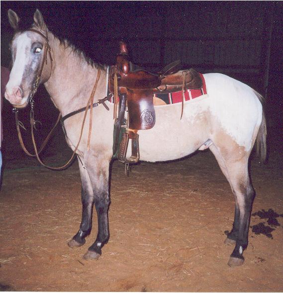 120 days professional riding in 2000.ridden in parades and trail rides.gentle for anyone. $2750.00