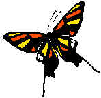 Butrfly2.jpg (4422 bytes)