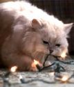 "If that thing had nine lives, she just spent 'em all."