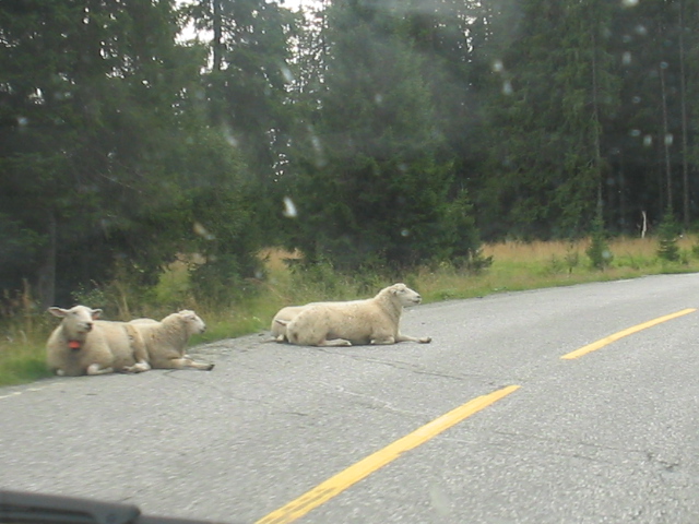 Excuse me, i am trying to take a nap. Drive around me please!