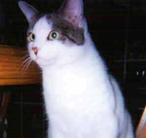 Barry the Cat