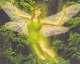 Giana's Fairies