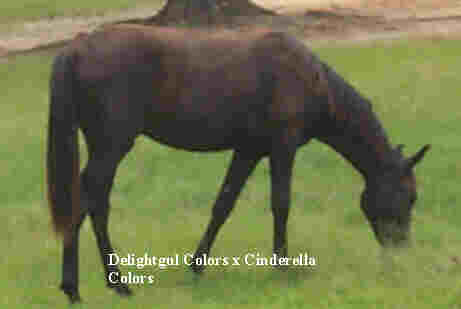 Cinderilla's Colors baby Photo