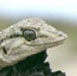 gecko