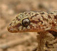 geko
