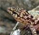 gecko