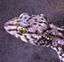 gecko