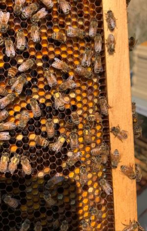 Bees on Honeycomb