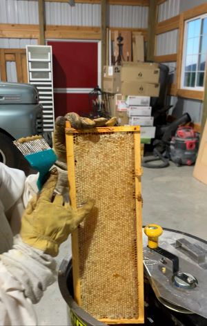Bees on Honeycomb