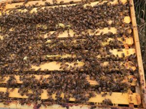 bees on honeycomb