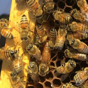 A Queen Bee