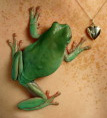 frogs and any amphibians
