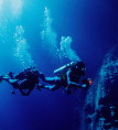 underwater creatures and the ocean
