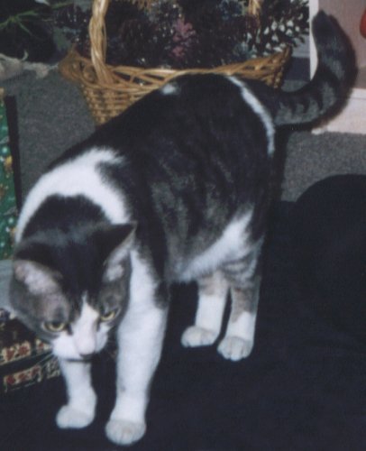 My kitty Scooter