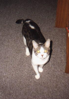My kitty Scooter