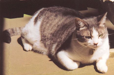 Scooter Oct 2003