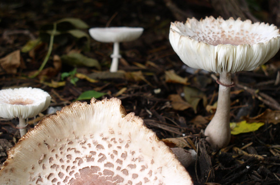 click here for fungi!