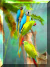 bluegreenparrots.jpg (129044 bytes)