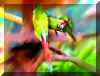 parrotsacrylic11.jpg (92450 bytes)