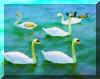 swan2a.jpg (71225 bytes)