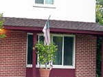 This ficus is all watched over by flags of loving grace...