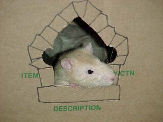 Ector peers out