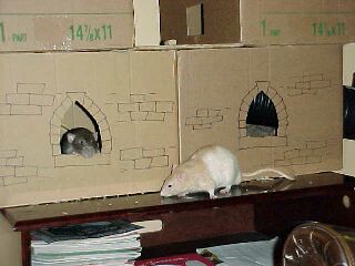 Gareth and Ector
