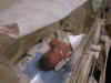 Nate in his incubator Part 2  (62661 bytes)