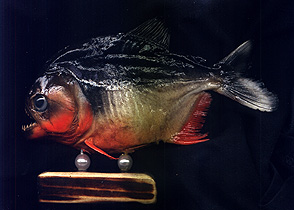clique aqui e retorne ao menu peixes de ;agua doce.