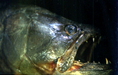 clique se quiser retornar em peixes.