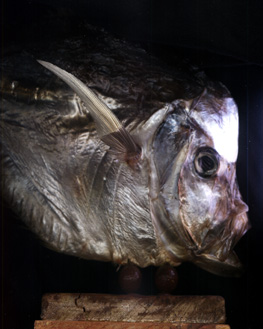 clique aqui e volte em peixes marinhos.
